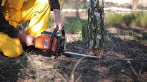 How Our Tree Care Process Works  in Coopersburg, PA